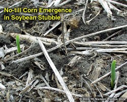 No-till corn emerging through residue