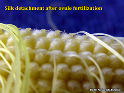 Silk detachment from ovules